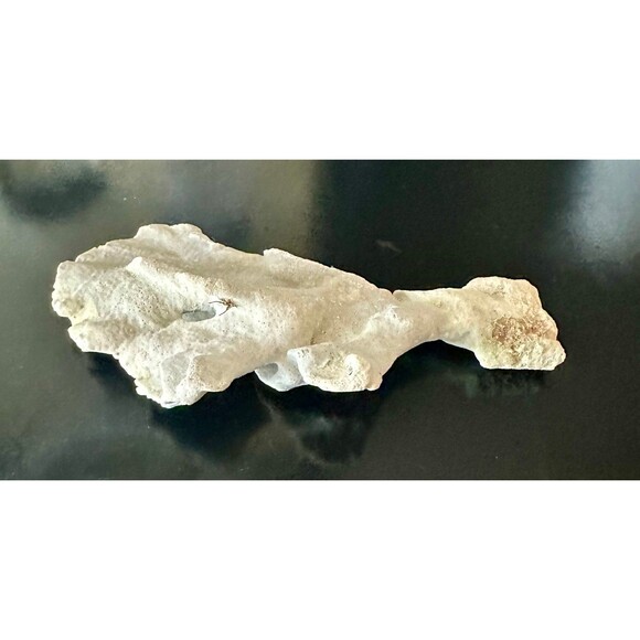 Natural San Blas Beach-Collected Coral Souvenir Caribbean Coastal Home Decor - Picture 2 of 12